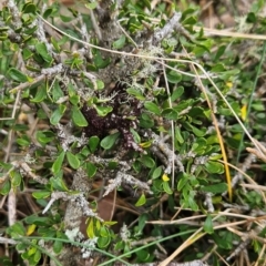 Melicytus angustifolius subsp. divaricatus (Divaricate Tree Violet) at Cotter River, ACT - 16 Feb 2024 by BethanyDunne