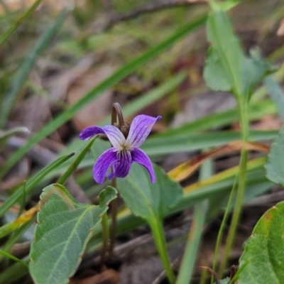 Viola betonicifolia (Mountain Violet) at Cotter River, ACT - 17 Feb 2024 by BethanyDunne
