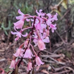 Dipodium roseum (Rosy Hyacinth Orchid) at Cotter River, ACT - 17 Feb 2024 by BethanyDunne