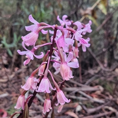 Dipodium roseum (Rosy Hyacinth Orchid) at Cotter River, ACT - 17 Feb 2024 by BethanyDunne