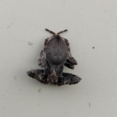 Backobourkia sp. (genus) by 120Acres