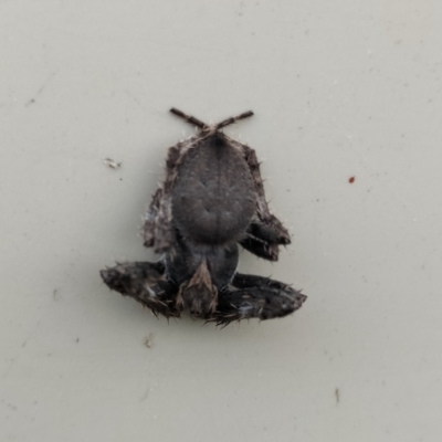 Backobourkia sp. (genus) at Yass River, NSW - 13 Feb 2024 by 120Acres