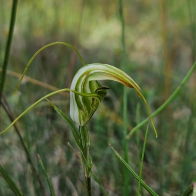 Diplodium aestivum (Long-tongued Summer Greenhood) at Cotter River, ACT - 17 Feb 2024 by BethanyDunne