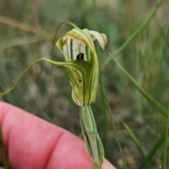 Diplodium laxum at Namadgi National Park - suppressed