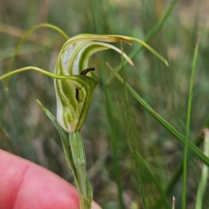 Diplodium laxum at Namadgi National Park - suppressed