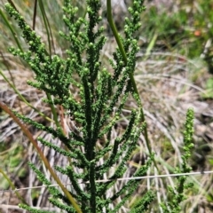 Olearia algida (Alpine Daisy Bush) at Namadgi National Park - 17 Feb 2024 by BethanyDunne