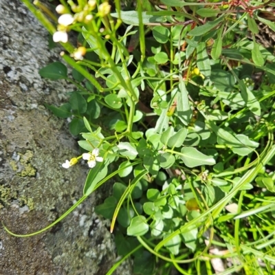 Cardamine lilacina (Lilac Bitter-cress) at Bimberi Nature Reserve - 17 Feb 2024 by BethanyDunne