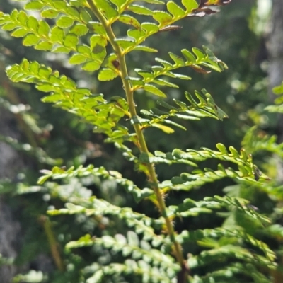 Polystichum proliferum (Mother Shield Fern) at Bimberi Nature Reserve - 17 Feb 2024 by BethanyDunne