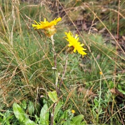 Podolepis robusta (Alpine Podolepis) at Cotter River, ACT - 16 Feb 2024 by BethanyDunne