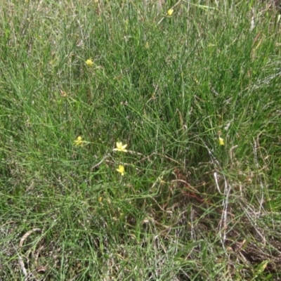 Tricoryne elatior (Yellow Rush Lily) at Weetangera, ACT - 6 Feb 2024 by pinnaCLE