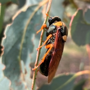 Perga sp. (genus) at Hall, ACT - 17 Feb 2024