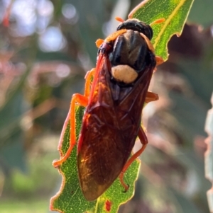 Perga sp. (genus) at Hall, ACT - 17 Feb 2024