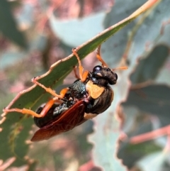 Perga sp. (genus) at Hall, ACT - 17 Feb 2024