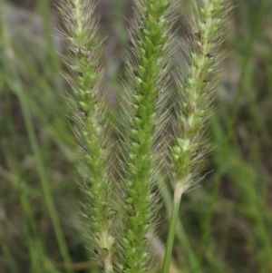 Setaria parviflora at The Pinnacle - 6 Feb 2024