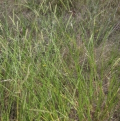 Setaria parviflora at The Pinnacle - 6 Feb 2024