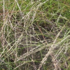 Digitaria brownii (Cotton Panic Grass) at Weetangera, ACT - 6 Feb 2024 by pinnaCLE