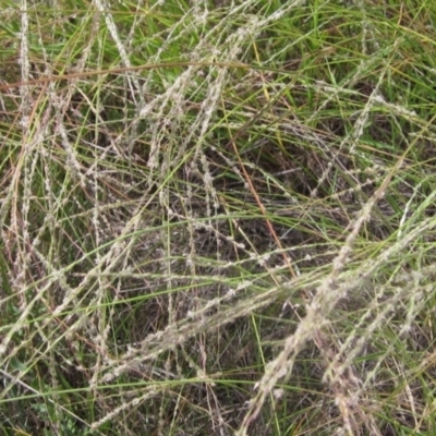 Digitaria brownii (Cotton Panic Grass) at Weetangera, ACT - 6 Feb 2024 by pinnaCLE