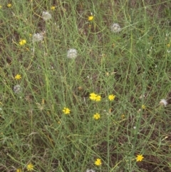 Chondrilla juncea at The Pinnacle - 6 Feb 2024