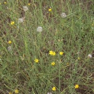 Chondrilla juncea at The Pinnacle - 6 Feb 2024 01:50 PM