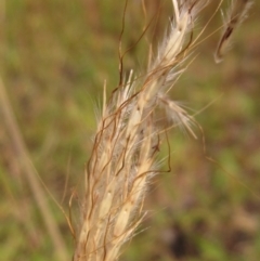 Bothriochloa macra (Red Grass, Red-leg Grass) at Weetangera, ACT - 6 Feb 2024 by pinnaCLE