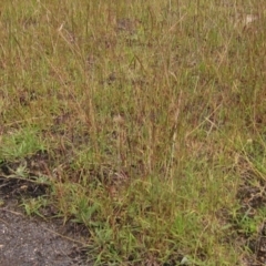 Bothriochloa macra at The Pinnacle - 6 Feb 2024