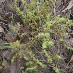 Paronychia brasiliana (Brazilian Whitlow) at The Pinnacle - 6 Feb 2024 by pinnaCLE