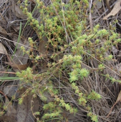 Paronychia brasiliana (Brazilian Whitlow) at The Pinnacle - 6 Feb 2024 by pinnaCLE