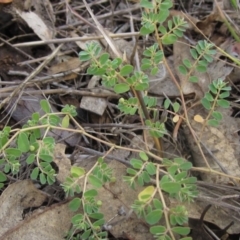 Euphorbia dallachyana (Mat Spurge, Caustic Weed) at Weetangera, ACT - 6 Feb 2024 by pinnaCLE
