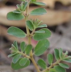 Euphorbia dallachyana at The Pinnacle - 6 Feb 2024