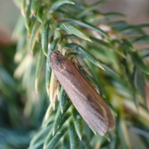 Scoliacma (genus) at Murrumbateman, NSW - 16 Feb 2024