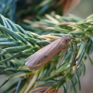 Scoliacma (genus) at Murrumbateman, NSW - 16 Feb 2024