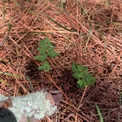 Cheilanthes sieberi subsp. sieberi (Mulga Rock Fern) at Tuggeranong Pines - 17 Feb 2024 by MattS