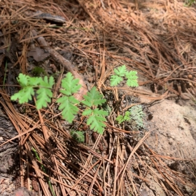 Cheilanthes sp. (Rock Fern) at Tuggeranong Pines - 17 Feb 2024 by MattS