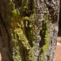 Candelariella sp. at Chisholm, ACT - 17 Feb 2024 by MattS