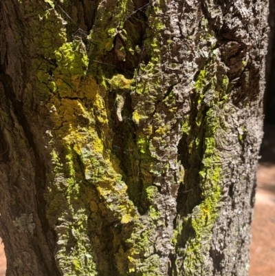 Unidentified Lichen at Chisholm, ACT - 17 Feb 2024 by MattS