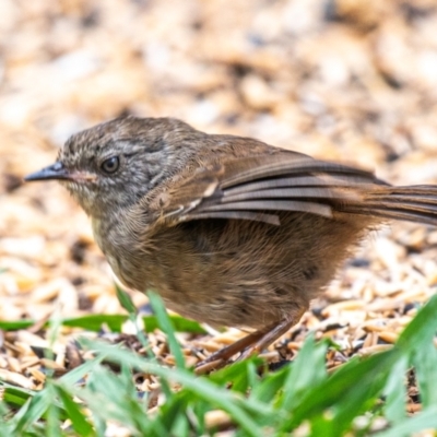 Sericornis frontalis (White-browed Scrubwren) at Drouin West, VIC - 17 Feb 2024 by Petesteamer