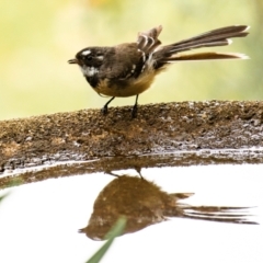 Rhipidura albiscapa (Grey Fantail) at Drouin South, VIC - 17 Feb 2024 by Petesteamer