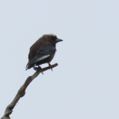 Artamus cyanopterus at Tharwa, ACT - 16 Feb 2024