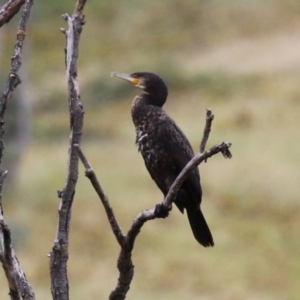 Phalacrocorax carbo at Tharwa, ACT - 16 Feb 2024 12:05 PM