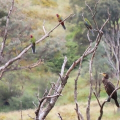 Phalacrocorax carbo at Tharwa, ACT - 16 Feb 2024 12:05 PM