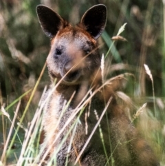 Wallabia bicolor (Swamp Wallaby) at Longwarry North, VIC - 2 Feb 2024 by Petesteamer