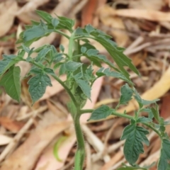Solanum lycopersicum (Tomato) at Gigerline Nature Reserve - 16 Feb 2024 by RodDeb
