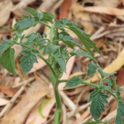 Solanum lycopersicum (Tomato) at Tharwa, ACT - 16 Feb 2024 by RodDeb