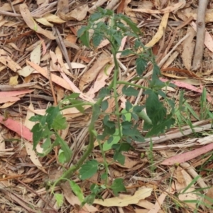 Solanum lycopersicum at Gigerline Nature Reserve - 16 Feb 2024