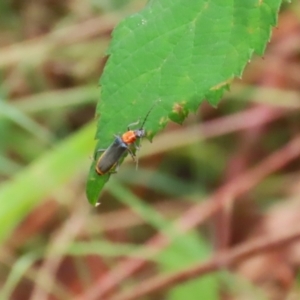 Chauliognathus tricolor at Gigerline Nature Reserve - 16 Feb 2024