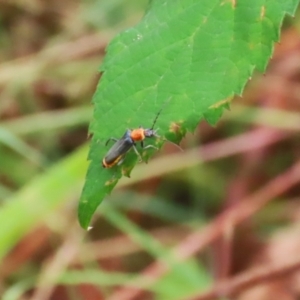 Chauliognathus tricolor at Gigerline Nature Reserve - 16 Feb 2024