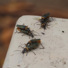 Chauliognathus lugubris at Gigerline Nature Reserve - 16 Feb 2024