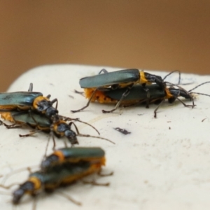 Chauliognathus lugubris at Gigerline Nature Reserve - 16 Feb 2024