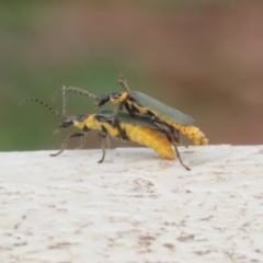 Chauliognathus lugubris at Gigerline Nature Reserve - 16 Feb 2024