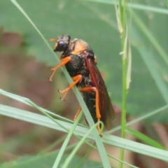 Perga sp. (genus) at Gigerline Nature Reserve - 16 Feb 2024